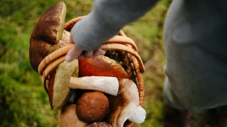 Podczas grzybobrania warto korzystać z aplikacji ułatwiających identyfikację znalezionych okazów 
