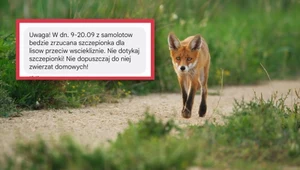 Z samolotów będą zrzucane szczepionki dla lisów. Jest alert RCB