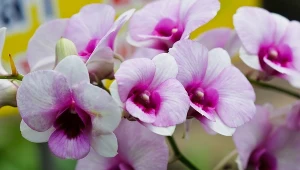 Dzięki temu przyspieszysz kwitnienie storczyka. Wystarczy, że wymieszasz z wodą jeden składnik