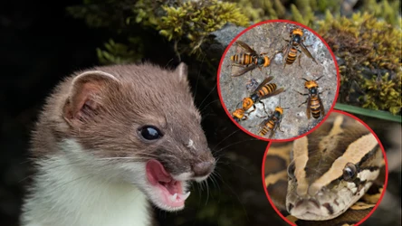 Naukowcy zrzeszeni w IPBES informują, że inwazyjne gatunki roślin i zwierząt kosztują miliardy dolarów rocznie na całym świecie. Gatunki inwazyjne to między innymi gronostaje, szerszenie azjatyckie czy pytony birmańskie