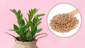 Domowa odżywka do zamiokulkasa. Wypuści nowe, bujne liście