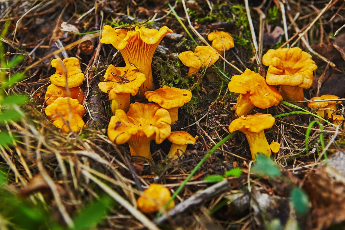 Pamiętaj, by po zebraniu kurki dokładnie oczyścić