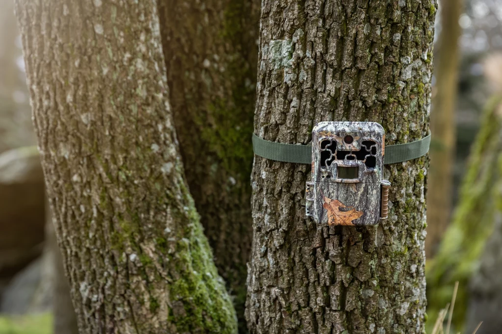 Fotopułapka jest umieszczana w lesie na drzewach.