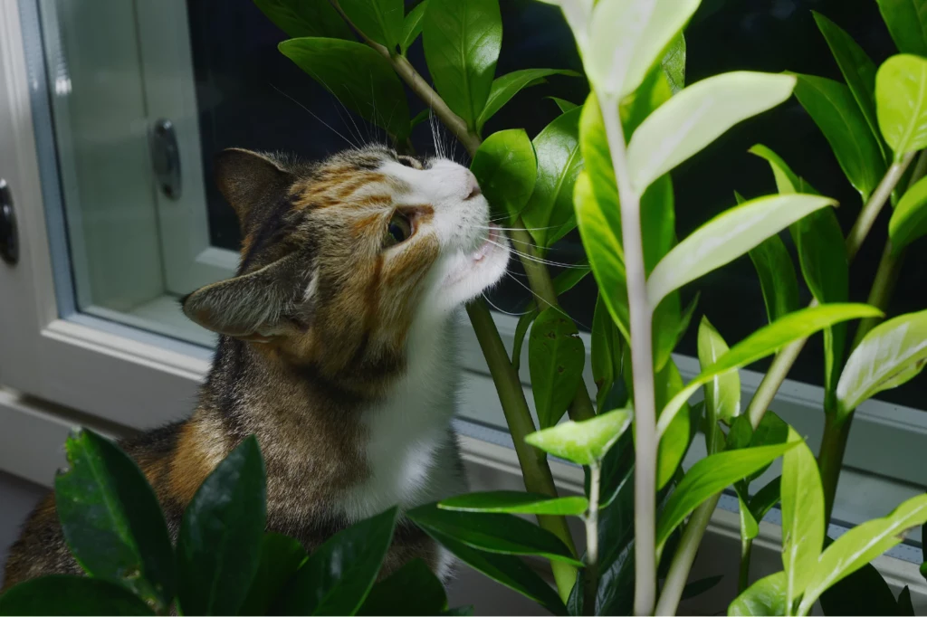 Kot lubi podgryzać rośliny doniczkowe? Może czekać go niewyobrażalne cierpienie