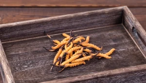 Grzyby Cordyceps sinensis są popularne w medycynie chińskiej. Wpierają m.in. pracę nerek, odporność i zdrowie seksualne