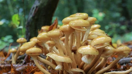 Opieńka miodowa to niezwykły grzyb, który świeci.