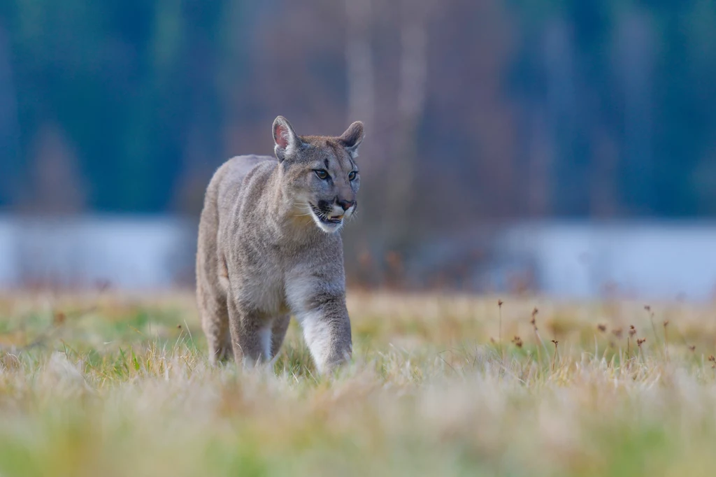 Puma płowa (Puma concolor)