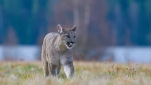 Puma płowa (Puma concolor)