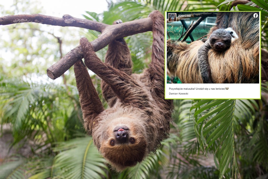 W łódzkim zoo przyszedł na świat mały leniwiec 