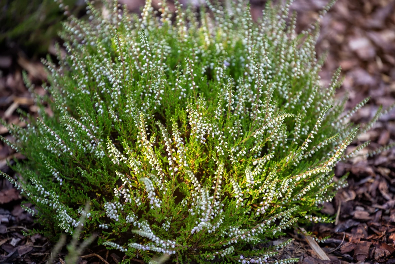 Najlepsza dla wrzosów jest ściółka z kory