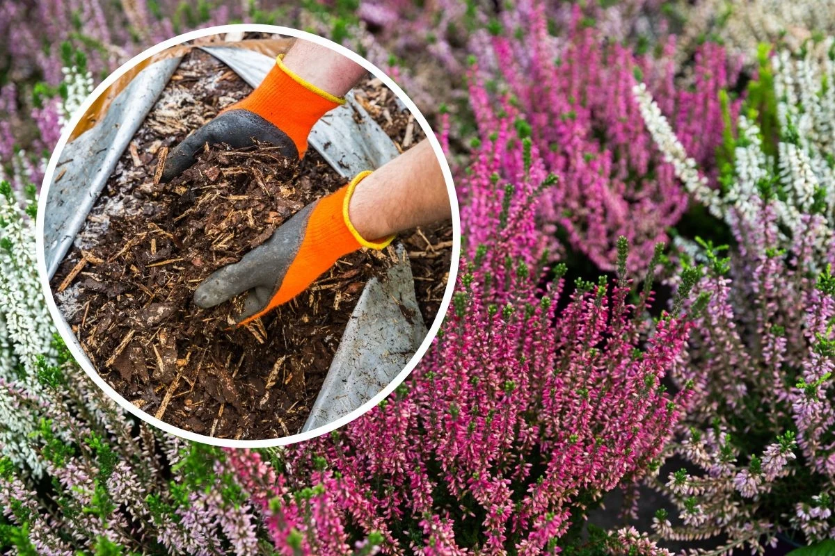 Zadbaj o odpowiednie podłoże i stanowisko dla wrzosów, a te na pewno odwdzięczą się obfitym kwitnieniem w kolejnym sezonie Zadbaj o odpowiednie podłoże i stanowisko dla wrzosów, a te na pewno odwdzięczą się obfitym kwitnieniem w kolejnym sezonie
