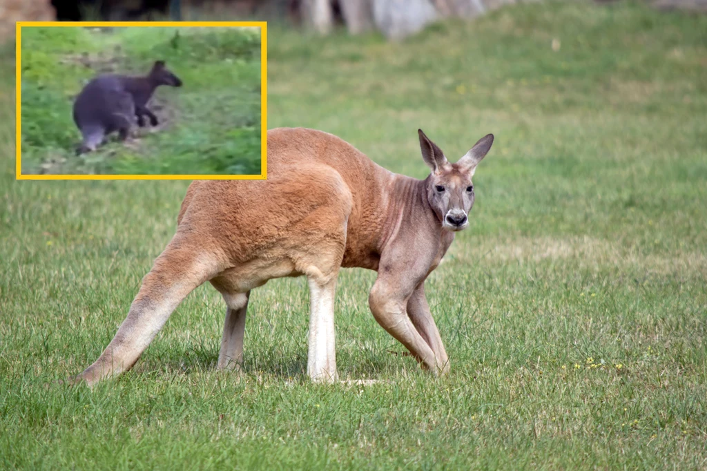 W polskim lesie turystka natrafiła na kangura 