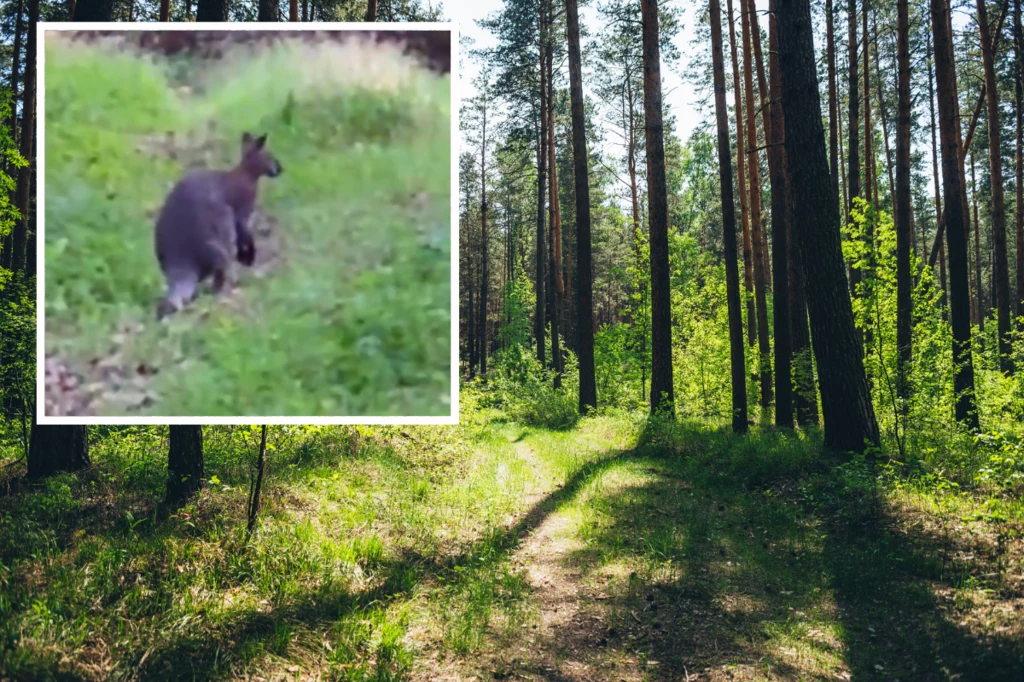 Okazało się, że kangur z lasów Puszczy Zielonki ma na imię Luluś i uciekł z prywatnej hodowli