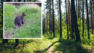 Kangur w polskim lesie. "To nie prima aprilis"