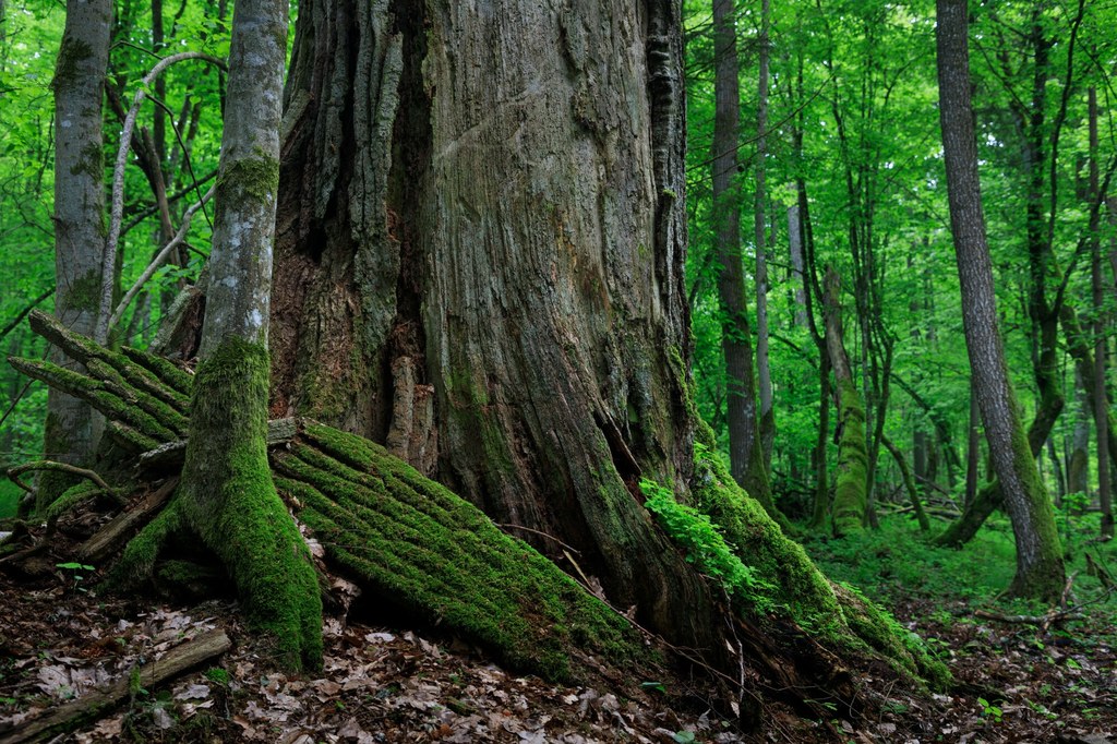 Puszcza Białowieska znajduje się na liście światowego dziedzictwa UNESCO