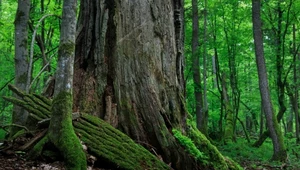 Puszcza Białowieska znajduje się na liście światowego dziedzictwa UNESCO