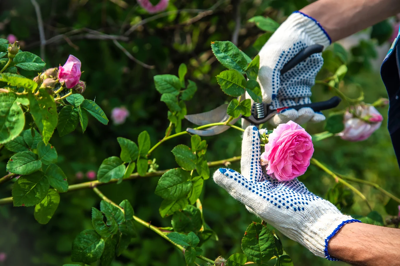 Główne przycinanie róż wykonajmy dopiero wiosną