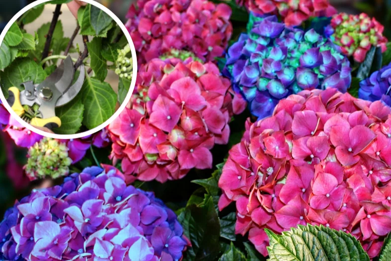 Jak przycinać hortensje, by pięknie kwitły w kolejnym roku? Dzięki temu obsypią się morzem kwiatów Jak przycinać hortensje, by pięknie kwitły w kolejnym roku? Dzięki temu obsypią się morzem kwiatów