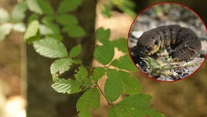 Zmrocznik gładysz w polskich lasach