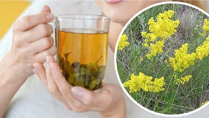 Ziele przytulii właściwej wypłucze toksyny i nadmiar wody, złagodzi stany zapalne. Pokochają ją tarczyca i nerki