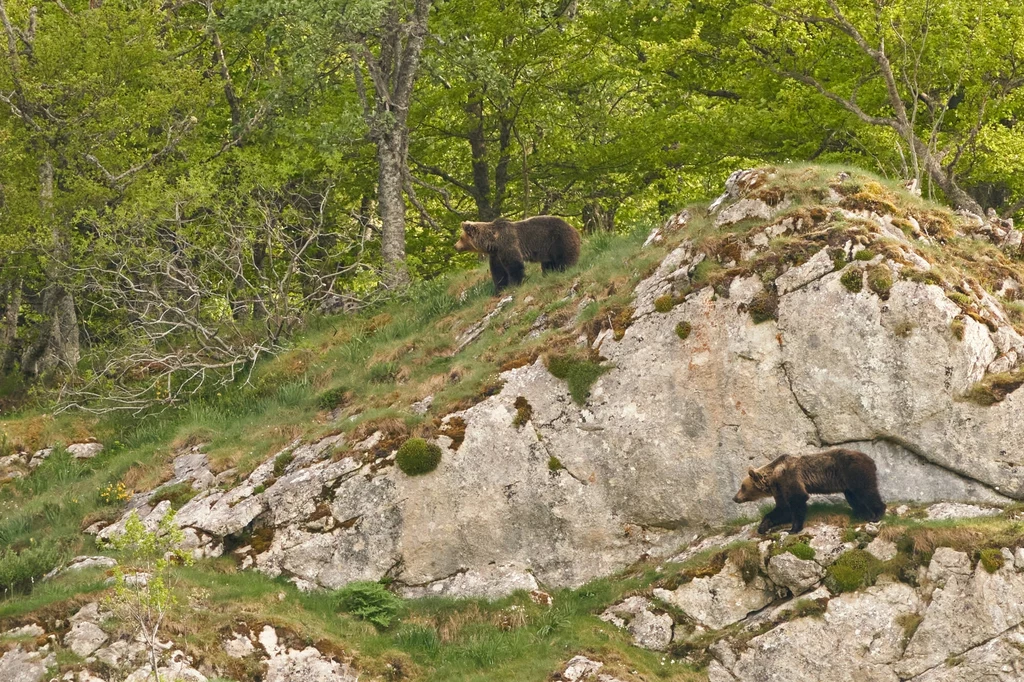 Niedźwiedzie mogą schodzić coraz niżej w poszukiwaniu pokarmu