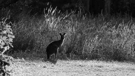 W polskich lasach pojawiło się tajemnicze zwierzę