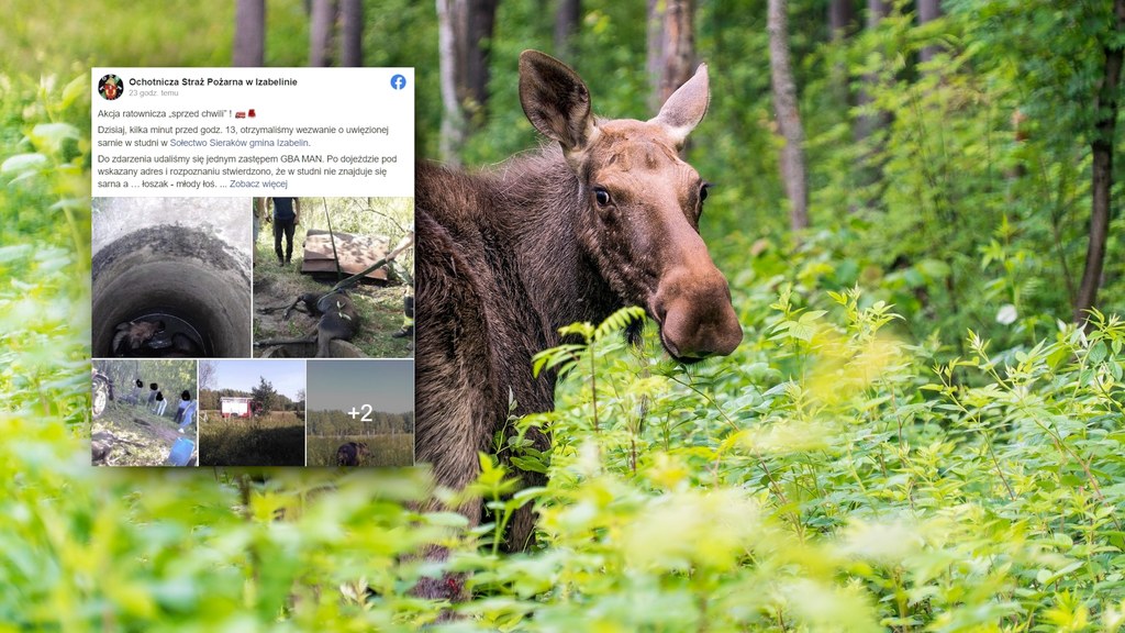 Strażacy z Izabelina pod Warszawą w niedzielę uratowali łosia. Zwierzę wpadło do studzienki na jednej z działek niedaleko Kampinoskiego Parku Narodowego