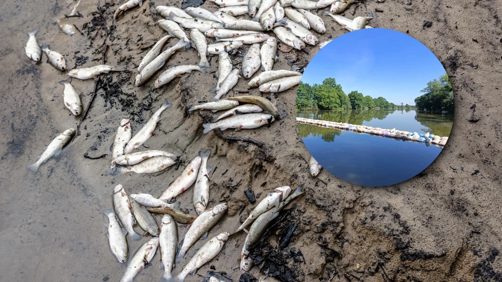 W Kanale Gliwickim znów wyławiane są śnięte ryby. Od zeszłego tygodnia z wody wyciągnięto ich już 500 kg