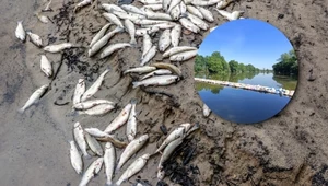 Śnięte ryby w Kanale Gliwickim obok Odry. Wyłowiono już pół tony