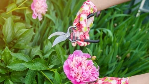 Masz piwonie w ogrodzie? Koniecznie pilnuj tego terminu, aby wiosną cieszyć się obfitym kwitnieniem