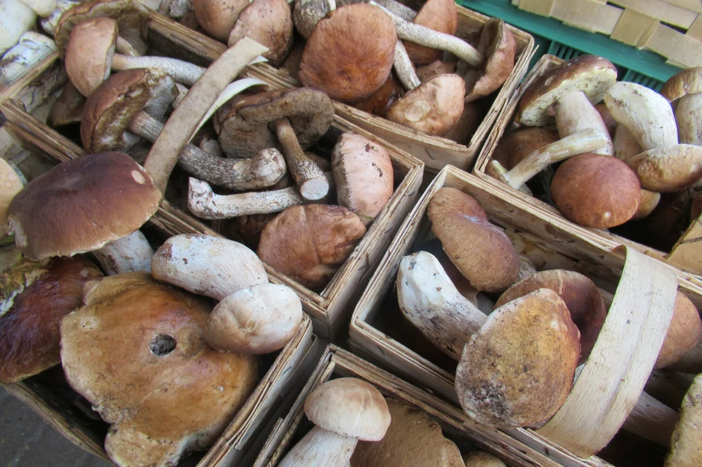 Skup grzybów: cennik 2023. Ceny kurek, borowików, maślaków