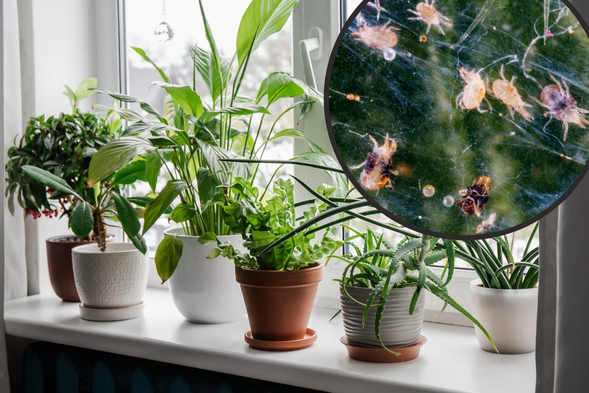 Przędziorek pojawia się w domu i błyskawicznie niszczy kolekcję roślin