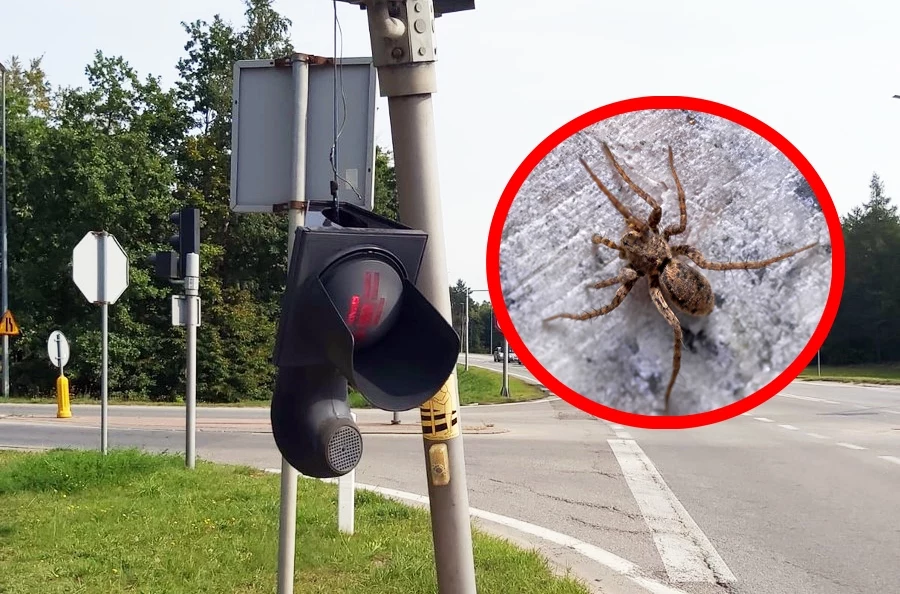 Przestraszyła się pająka i wjechała w sygnalizator. Fot. Policja / Screen. 