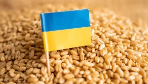Rada Ministrów wzywa Komisję Europejską, aby przedłużyła zakaz importu zbóż z Ukrainy po 15 września br. 