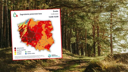 Rośnie zagrożenie pożarowe w polskich lasach. IMGW ostrzega odwiedzających lasy, w tym grzybiarzy