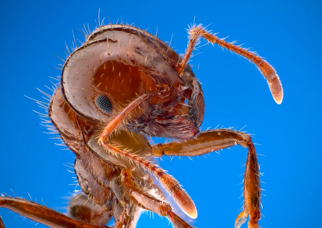 Mrówki potrafią leczyć się z infekcji, zjadając mszyce