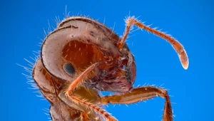 Mrówki chodzą do owadziej apteki. Jak wygląda zwierzęce samoleczenie?