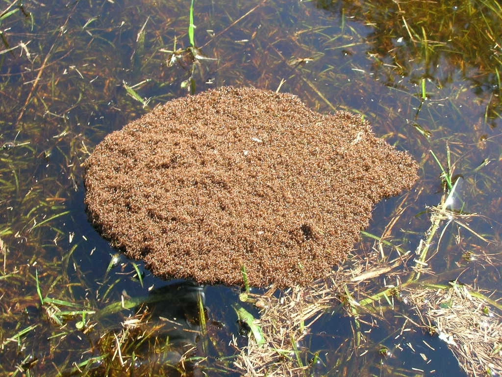Mrówki ogniste poruszają się w grupach liczących nawet kilkaset tysięcy osobników. Na dodatek potrafią pływać, tworząc swojego rodzaju żywe tratwy