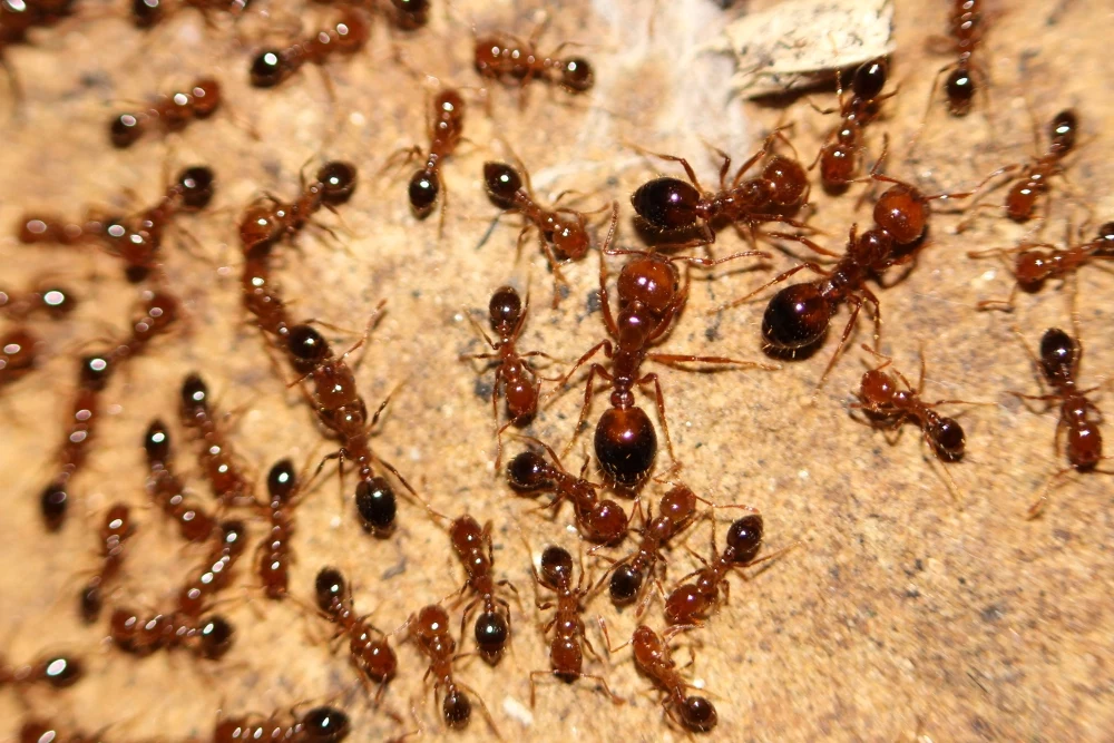 Jest ryzyko, że mrówki ogniste będą rozprzestrzeniać się na dalsze obszary Europy. Najbardziej narażone na ich "inwazję" są miasta. Niewykluczone, że z czasem szkodniki dotrą do Polski