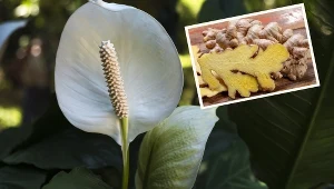 Zmieszaj z wodą i podlej skrzydłokwiat. Po tej odżywce będzie kwitł jak szalony