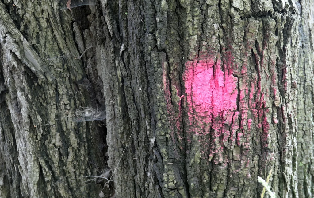 Tajemnicze znaki na drzewach. Co oznaczają symbole?