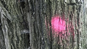 Litery, kropki, cyfry, linie. Co oznaczają na drzewach w lesie?