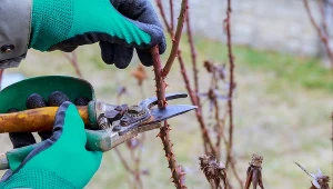 Chcesz, by ogród wiosną tonął w kwiatach? Sprawdź, co musisz zrobić we wrześniu. Bez tego lawenda nie przetrwa zimy