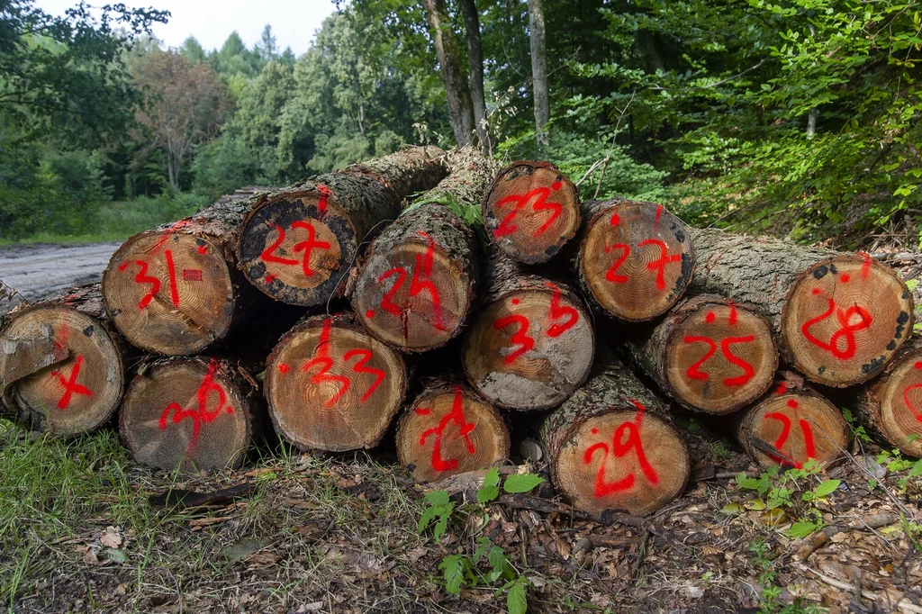 Dzięki znajomości oznaczeń można dowiedzieć się, jak leśnicy dbają o las i gospodarują nim 