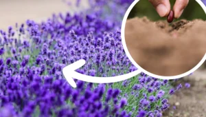 Pamiętaj o tym we wrześniu, a lawenda za rok bujnie zakwitnie. Sąsiadki pozazdroszczą ci ogrodu