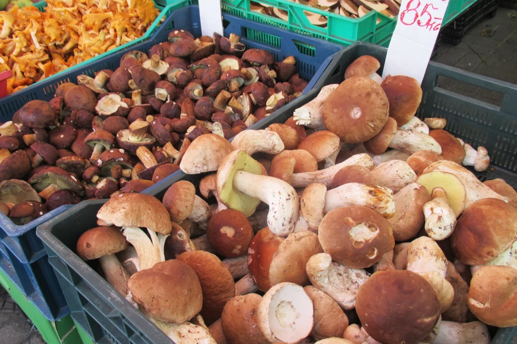 Sprzedaż grzybów możliwa jest wyłącznie na podstawie wystawionego przez eksperta atestu