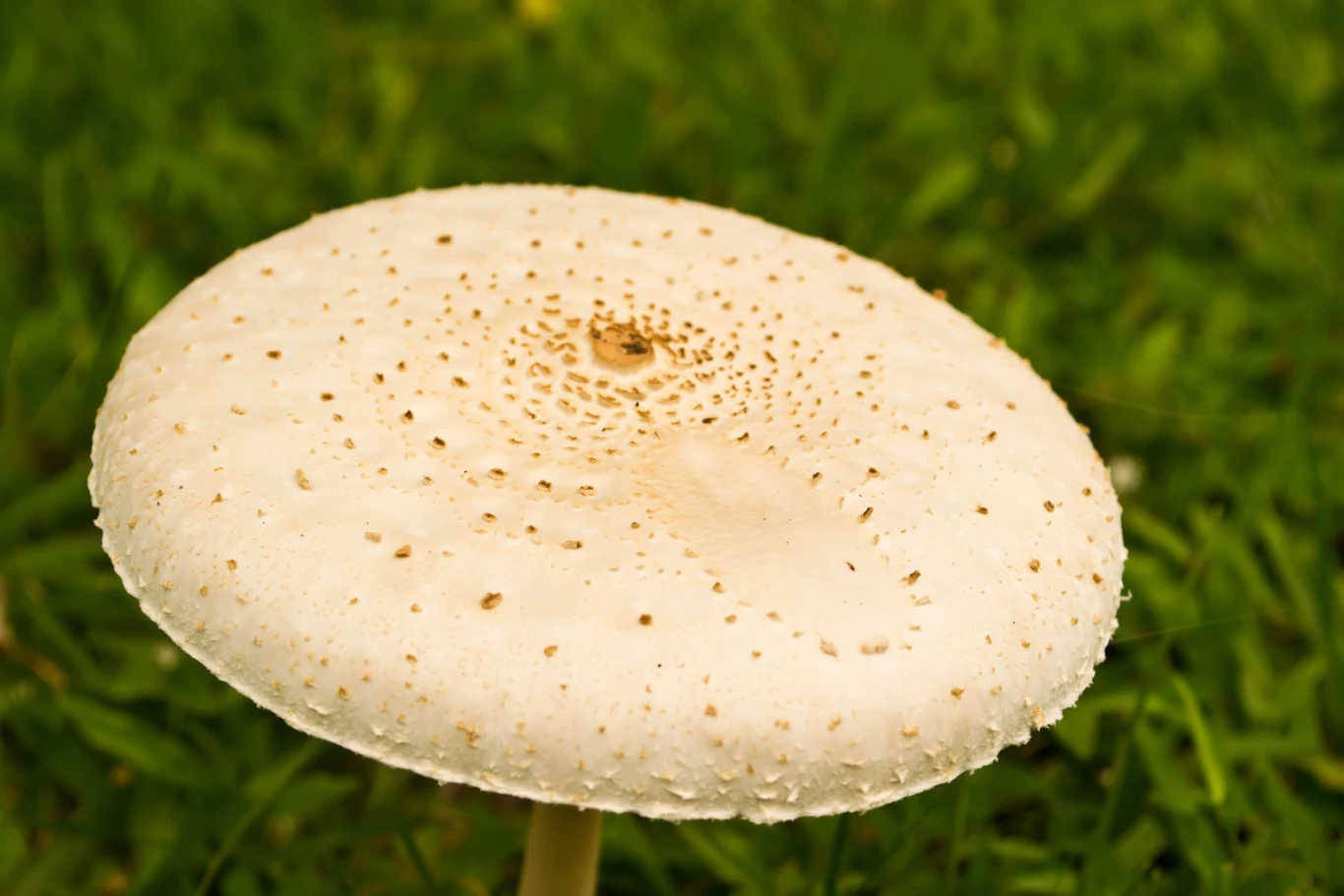 Czubajka kania to jeden z najsmaczniejszych grzybów