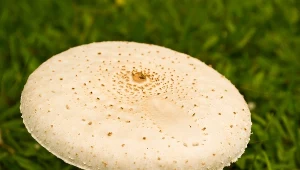 Tak fazy Księżyca wpływają na grzyby. Ekspert radzi, kiedy wybrać się do lasu