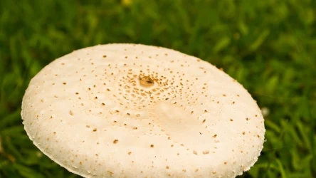 Czubajka kania ma smukła i długa, z zygzakowatym wzorem i lekko orzechowy zapach