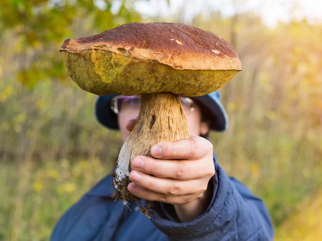 Wysyp grzybów w polskich lasach. Grzybiarze wynoszą pełne kosze